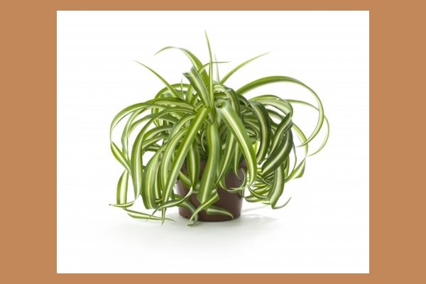 GrünlilieChlorophytum (8 Pflanzen)